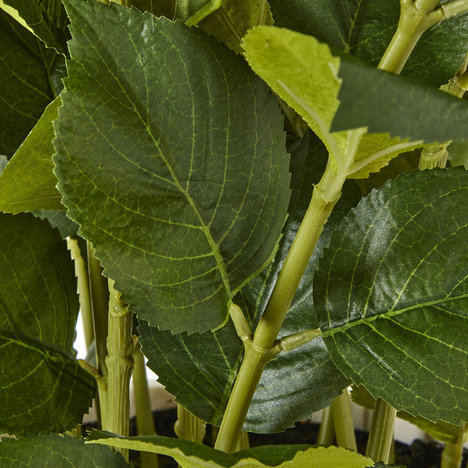 Large White Hydrangea Plant In Pot 3 Large White Hydrangea Plant In Pot - Image 3
