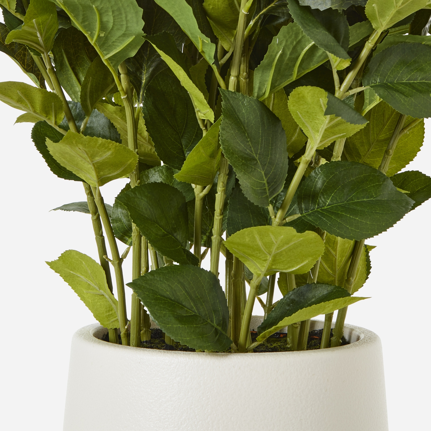Large White Hydrangea Plant In Pot 4 Large White Hydrangea Plant In Pot - Image 4