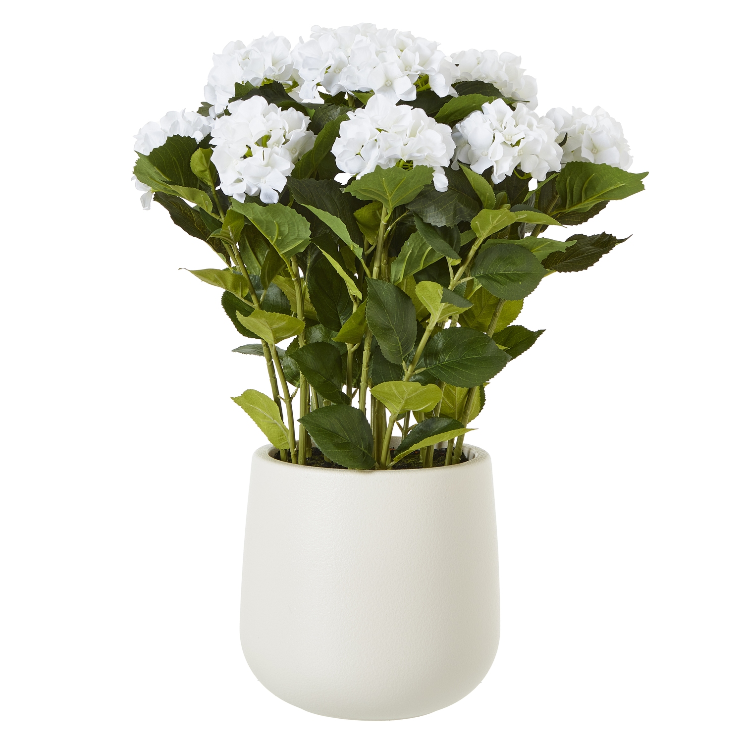 Large White Hydrangea Plant In Pot Large White Hydrangea Plant In Pot