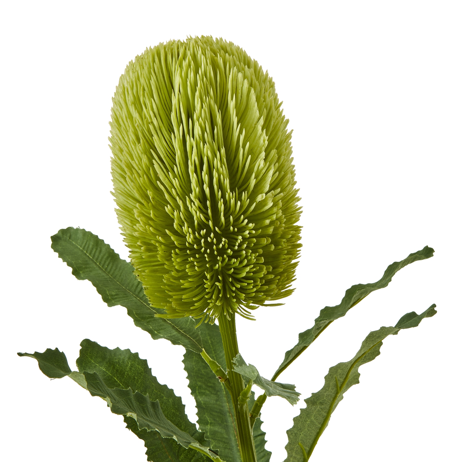Large Green Banksia Serrata Stem 2 Large Green Banksia Serrata Stem - Image 2