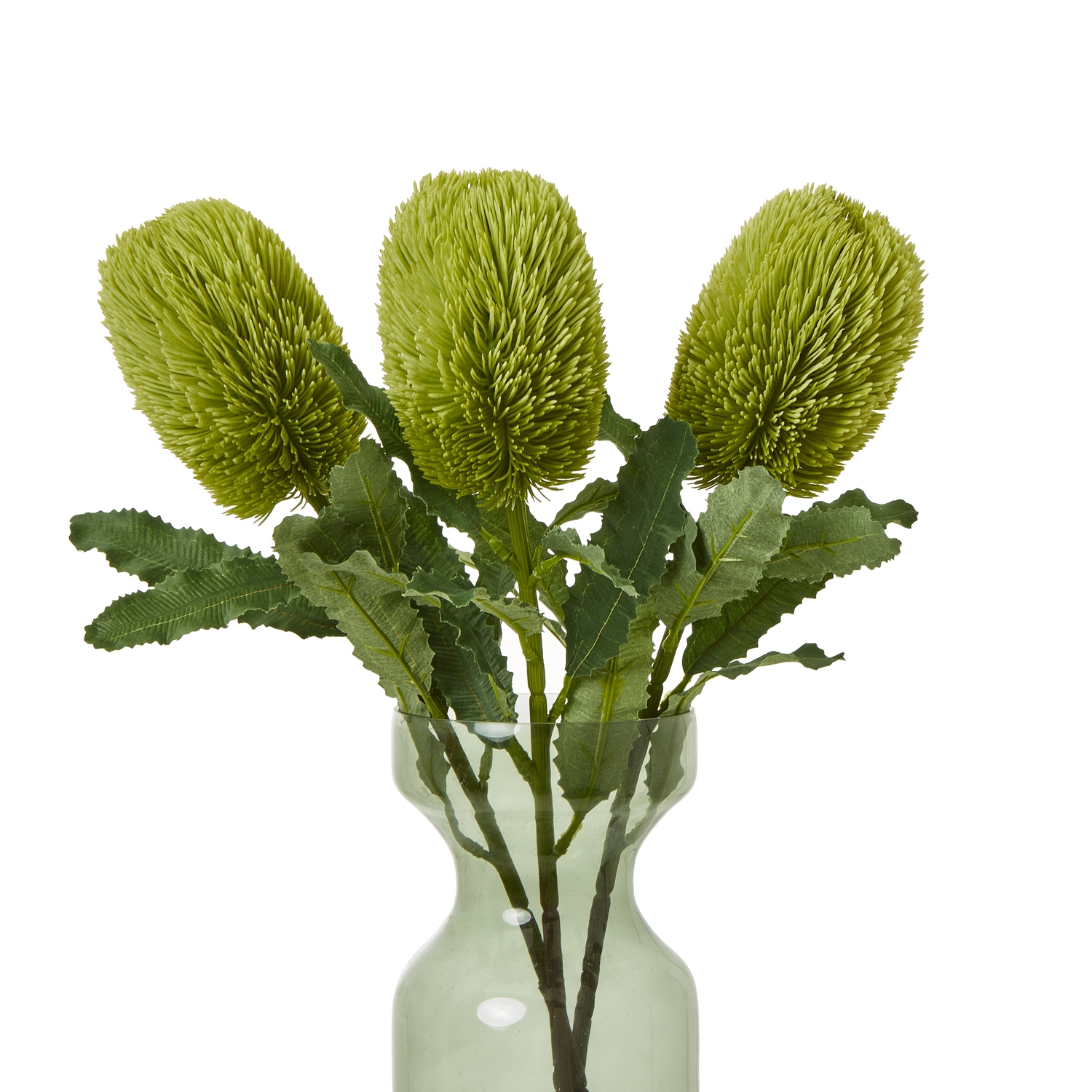 Large Green Banksia Serrata Stem 3 Large Green Banksia Serrata Stem - Image 3