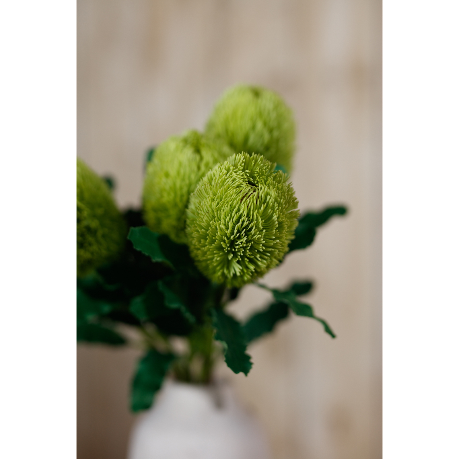 Large Green Banksia Serrata Stem 5 Large Green Banksia Serrata Stem - Image 5