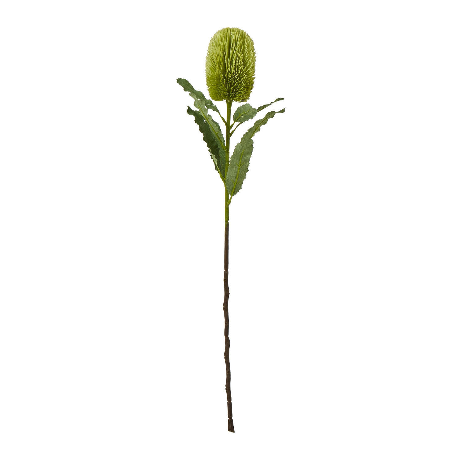 Large Green Banksia Serrata Stem Large Green Banksia Serrata Stem