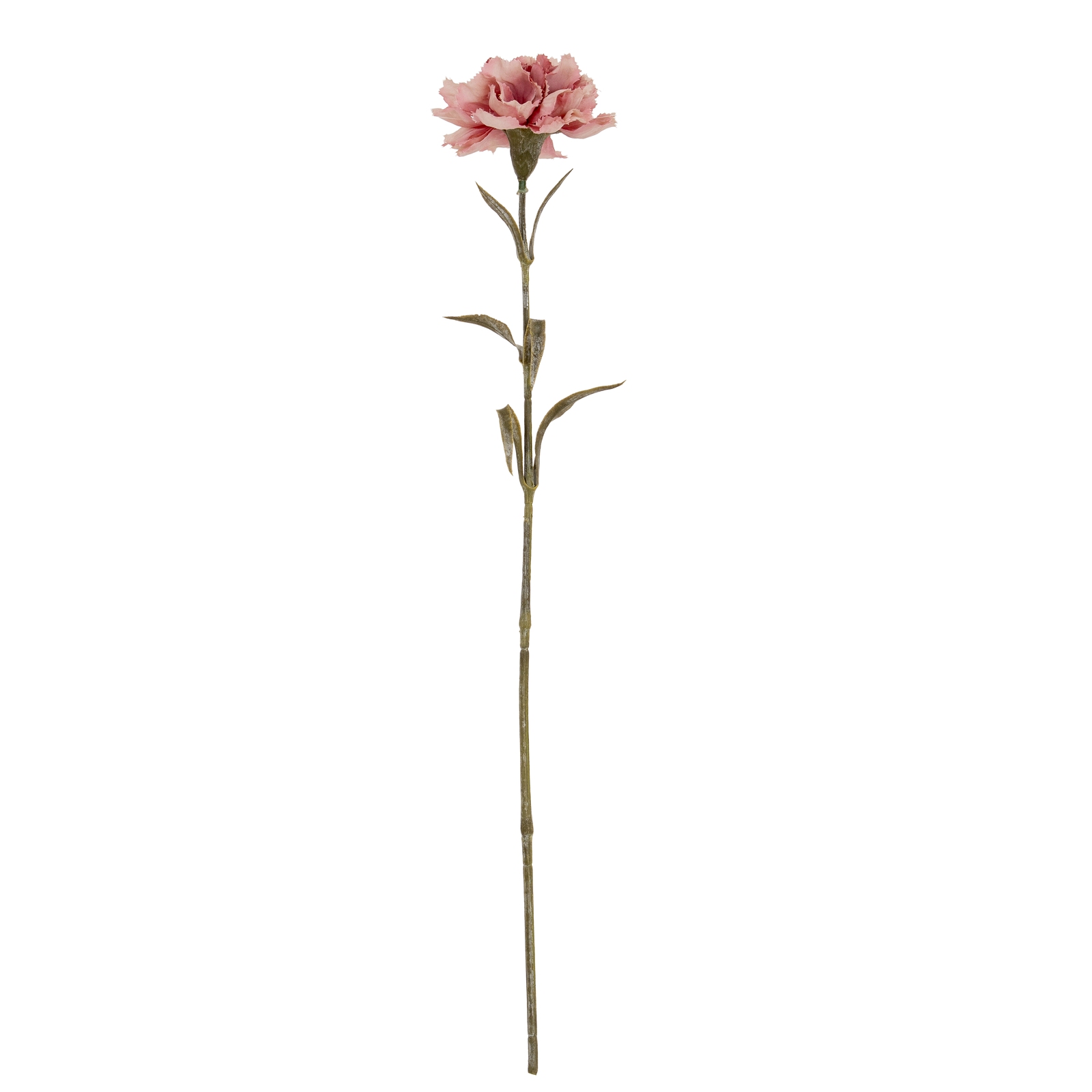 Pink Carnation Stem 2 Pink Carnation Stem 24430 a